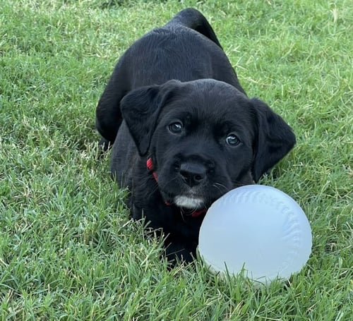 DEBRUSKER / MARIO - Labrador Retriever / Dalmatian available for adoption