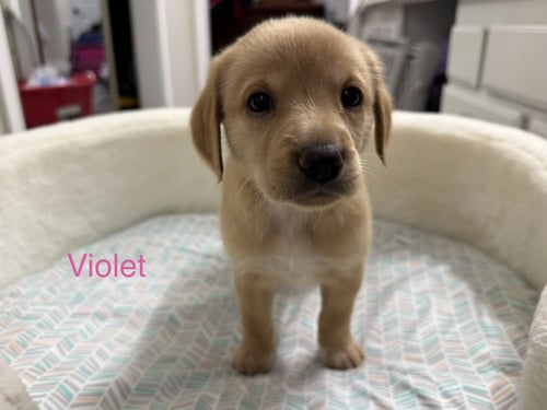 CLOUTIER / VIOLET - Golden Retriever / Terrier available for adoption