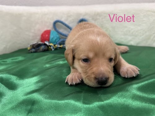 CLOUTIER / VIOLET - Golden Retriever / Terrier available for adoption
