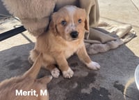 Cheveldayoff / Merit - Photo 1