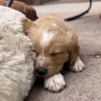 Cheveldayoff / Merit - Photo 2