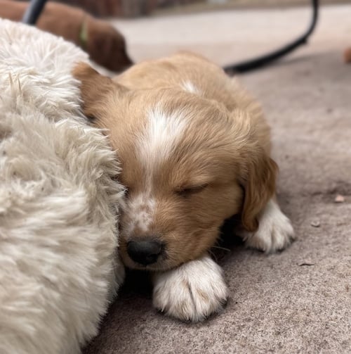 CHEVELDAYOFF / MERIT - Golden Retriever / Terrier available for adoption