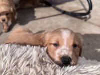 Cheveldayoff / Merit - Photo 3