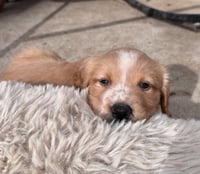 Cheveldayoff / Merit - Photo 4