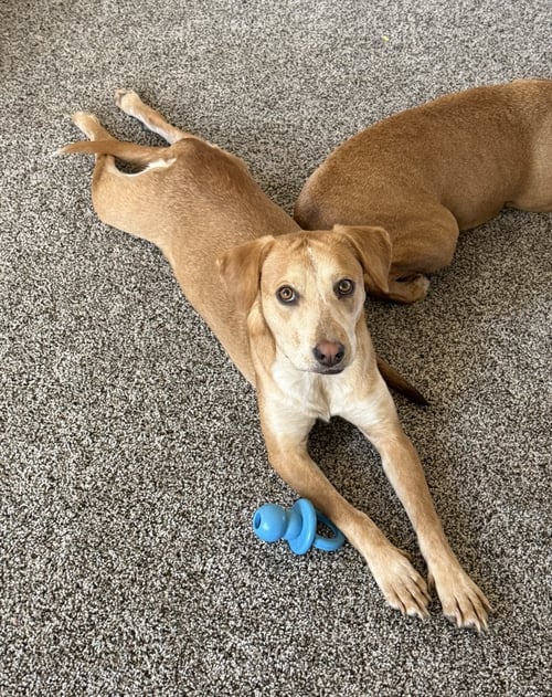 COLTONOBRE / CALLIE - Labrador Retriever available for adoption