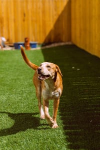 Coltonobre / Callie - Photo 4