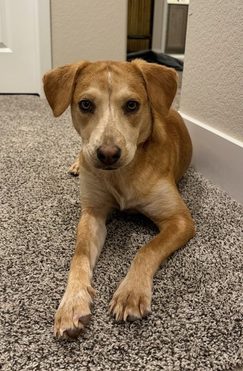 COLTONOBRE / CALLIE - Labrador Retriever for adoption in Westminster