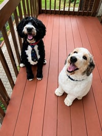 Dolan / Bella - Photo 2