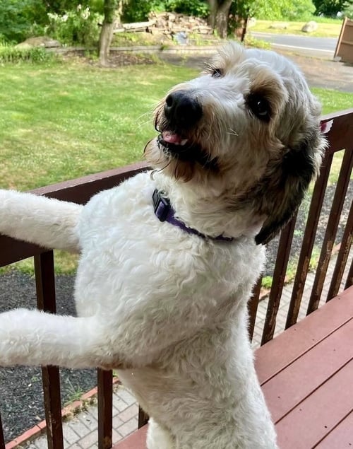 DOLAN / BELLA - Bernese Mountain Dog / Poodle (Standard) for adoption in Westminster