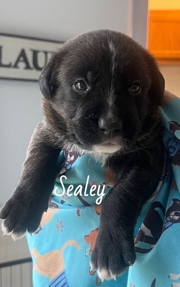 BERANEK / SEALEY - Labrador Retriever / Terrier available for adoption