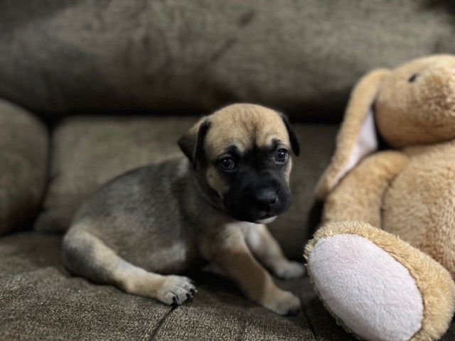 BABYCH / RAISIN - Labrador Retriever / Terrier available for adoption