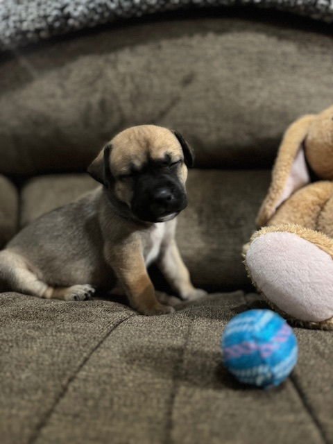 BABYCH / RAISIN - Labrador Retriever / Terrier available for adoption