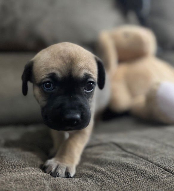 Babych / Raisin - Photo 3