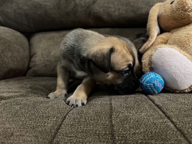 Babych / Raisin - Photo 4