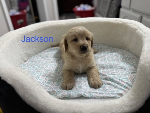 CLENDENING / JACKSON - Golden Retriever / Terrier available for adoption