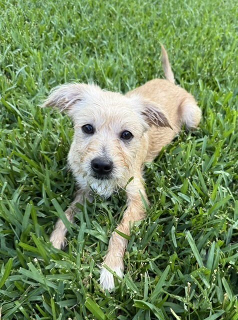 CORSIICA / HEATHER - Labrador Retriever / Terrier available for adoption