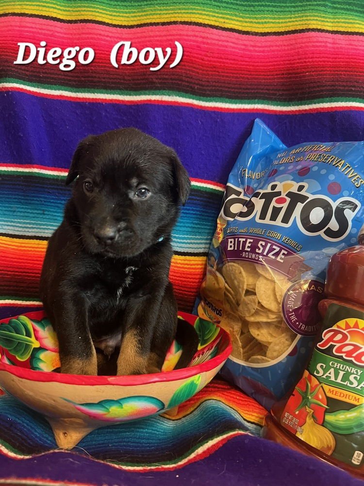 CHARTIER / DIEGO - Labrador Retriever available for adoption