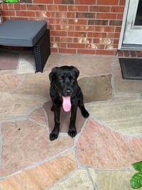 DeBloiser / Lucy - Photo 2