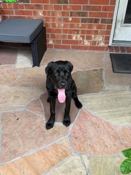 DEBLOISER / LUCY - Labrador Retriever / Terrier available for adoption