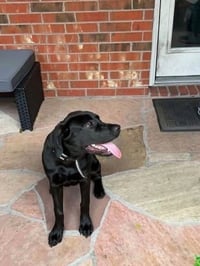 DeBloiser / Lucy - Photo 3