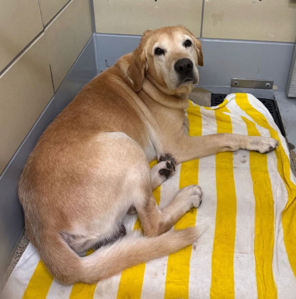 BARDEAU / MAVERICK - Labrador Retriever available for adoption