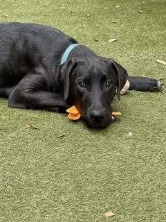 DIRKS / RIVER - Labrador Retriever / Terrier for adoption in Westminster