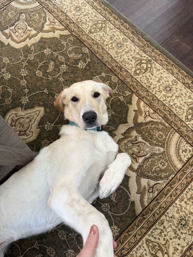 CAMPANALE / CARRIE - Labrador Retriever / Terrier for adoption in Westminster