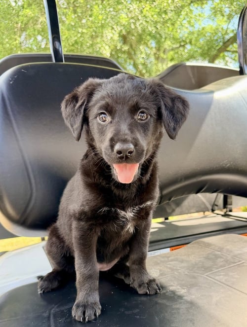 COURCELLES / POLLY - Golden Retriever for adoption in Thornton