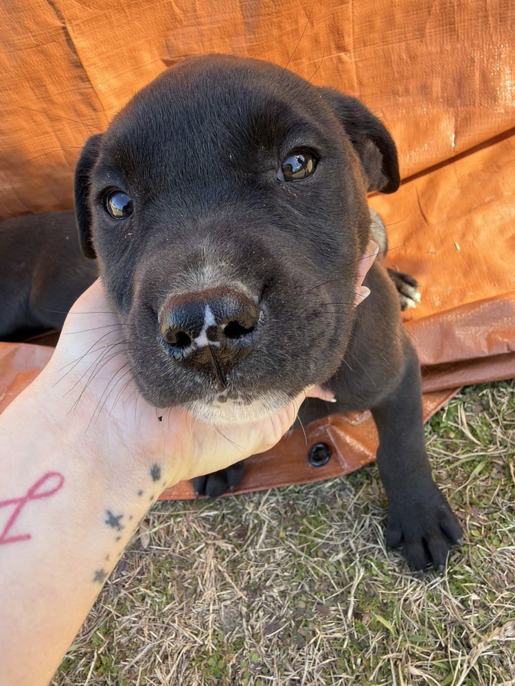 CAJANEK / RAVIOLI - Labrador Retriever / Terrier available for adoption