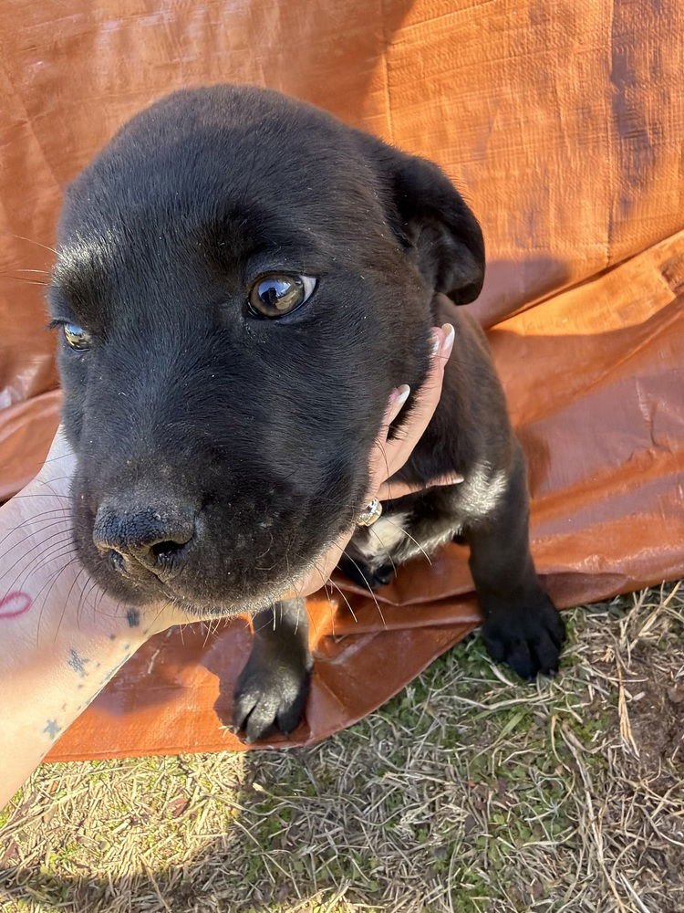 CAIN / WONTON - Labrador Retriever / Terrier available for adoption