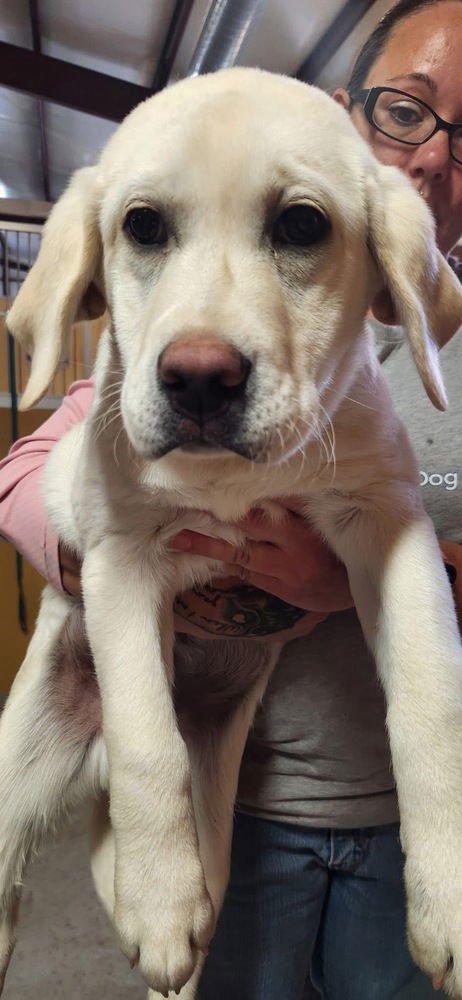 BRANNSTROME / LITTLE BOY - Labrador Retriever available for adoption