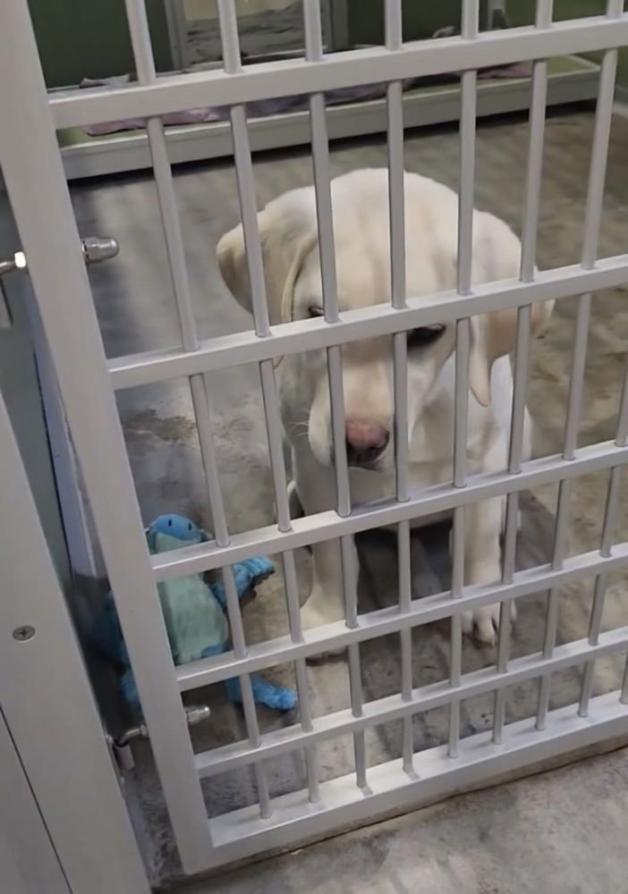 BRANNSTROME / LITTLE BOY - Labrador Retriever available for adoption