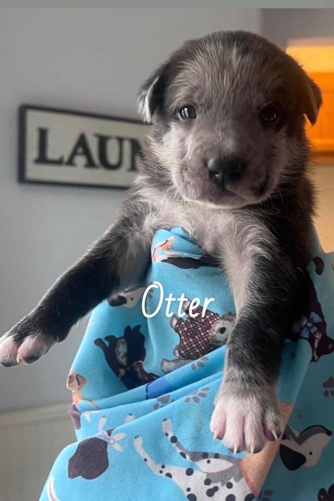 BITETTO / OTTER - Labrador Retriever / Terrier available for adoption