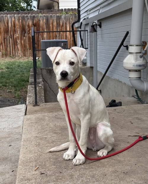 COSTA / PIEROGI - Labrador Retriever / Terrier available for adoption