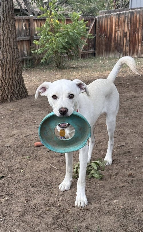 COSTA / PIEROGI - Labrador Retriever / Terrier for adoption in Westminster