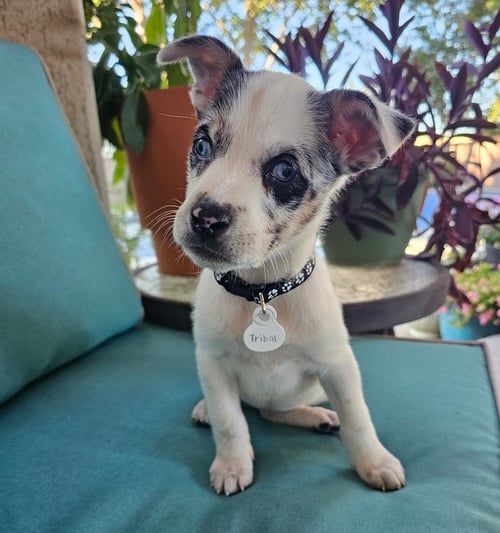DILLABOUGH / TRIBAL - Labrador Retriever / Australian Shepherd available for adoption