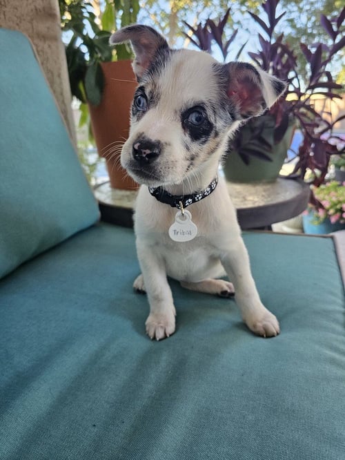 DILLABOUGH / TRIBAL - Labrador Retriever / Australian Shepherd available for adoption