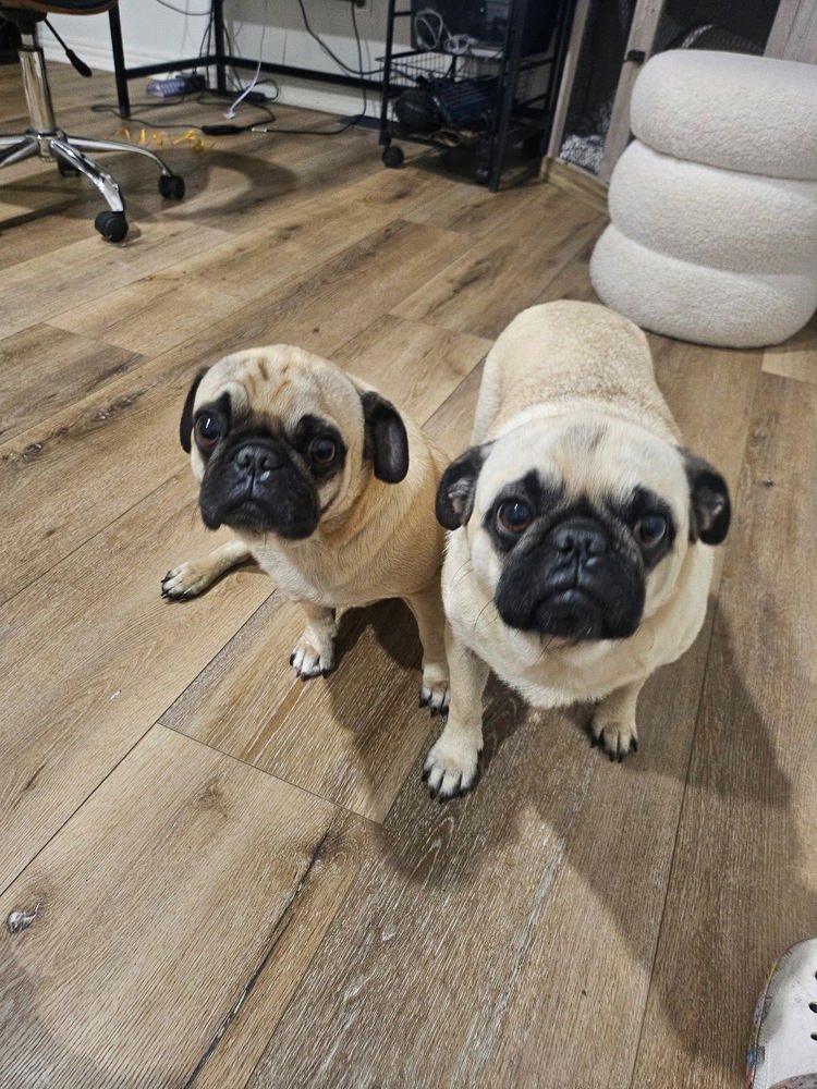 CLUNE / MAX - Pug for adoption in Westminster