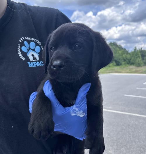 CRONINNE / HARLEN - Labrador Retriever / Terrier available for adoption
