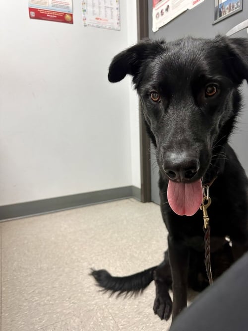 DANIELLERE / ROADIE - Labrador Retriever / Terrier available for adoption
