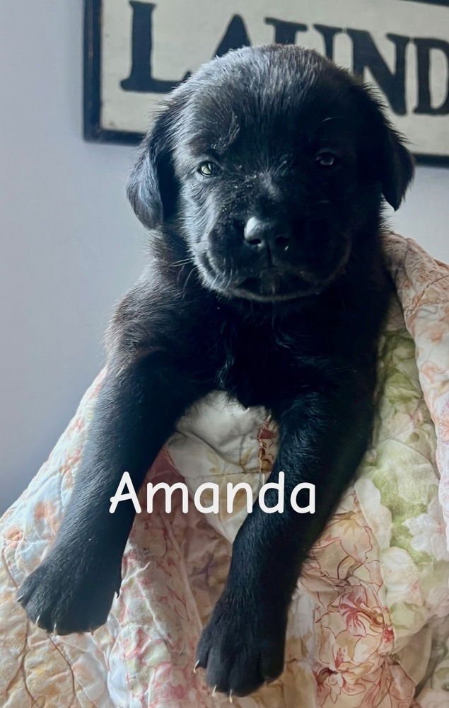 BEMSTROM / AMANDA - Labrador Retriever / Terrier available for adoption