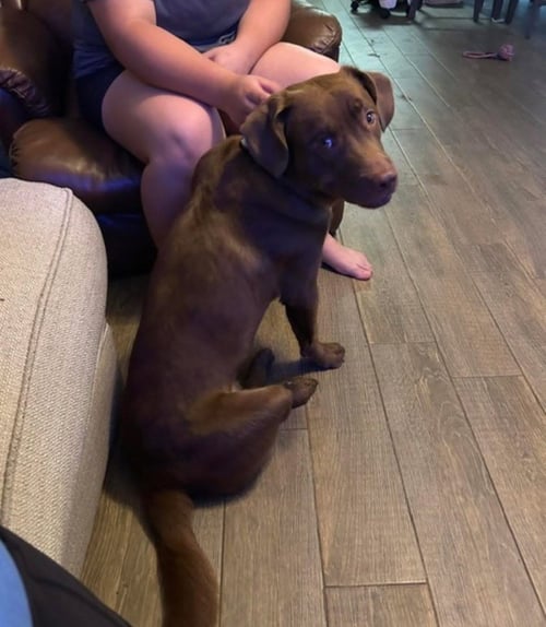 CRHA / PUDGE - Labrador Retriever / Terrier available for adoption