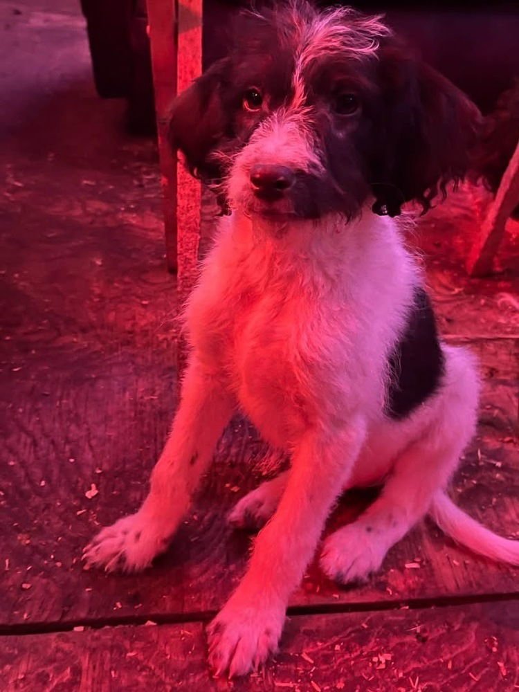 BATTAGLIA / ASTRO - Labrador Retriever / Labrador Retriever available for adoption