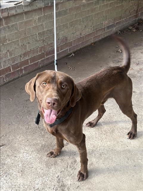CHRISTENSEN / YOOHOO / CHOO CHOO - Labrador Retriever available for adoption
