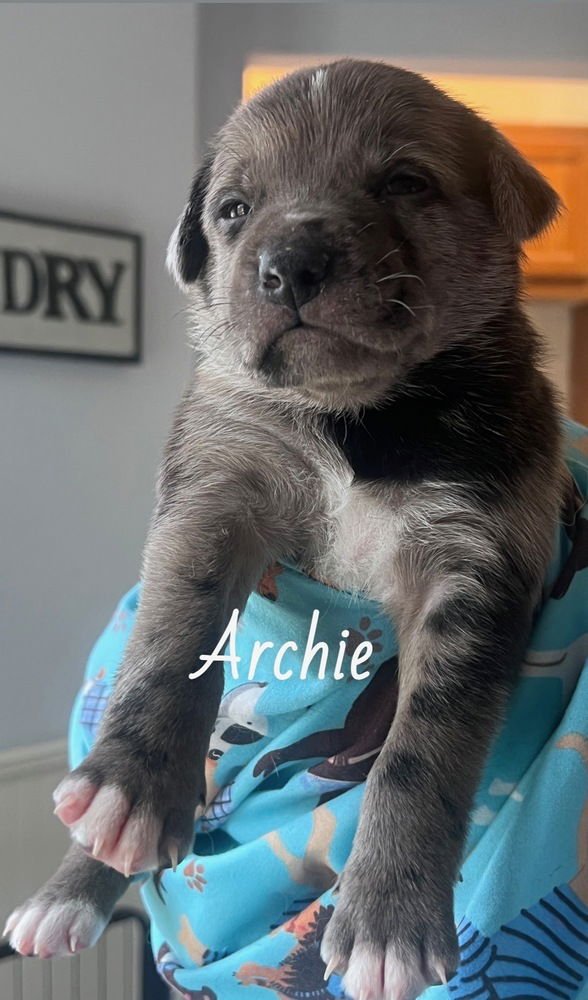 BISHAI / ARCHIE - Labrador Retriever / Terrier available for adoption