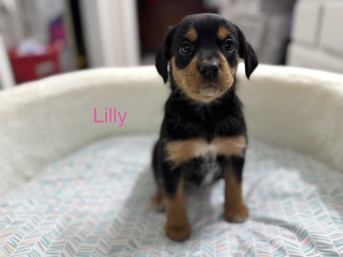 CLITSOME / LILLY - Golden Retriever / Terrier available for adoption