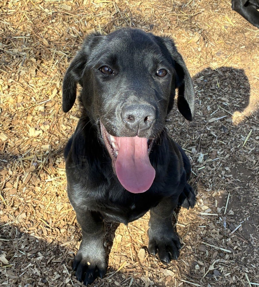 CAGNONI / CUPID - Labrador Retriever / Terrier available for adoption
