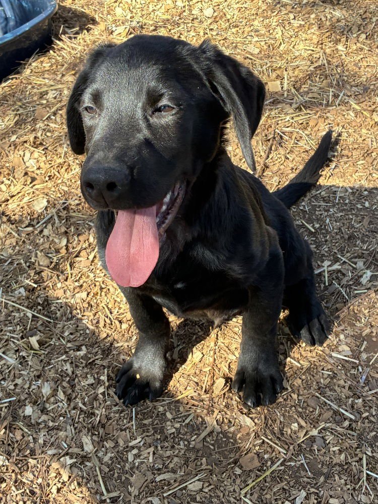 CAGNONI / CUPID - Labrador Retriever / Terrier available for adoption