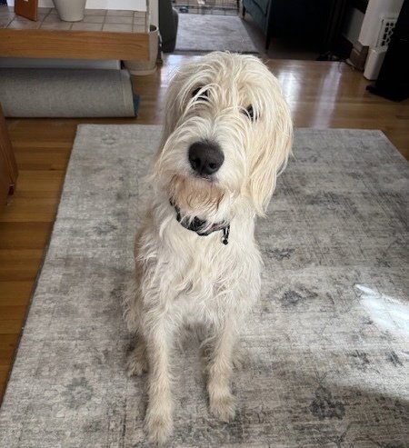 CARCONE / BUTTER / FINN - Labrador Retriever / Terrier available for adoption