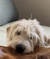 Carcone / Butter / Finn - Photo 2